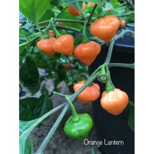 996F97CB-51A3-4112-8273-4502736E4951-500x500