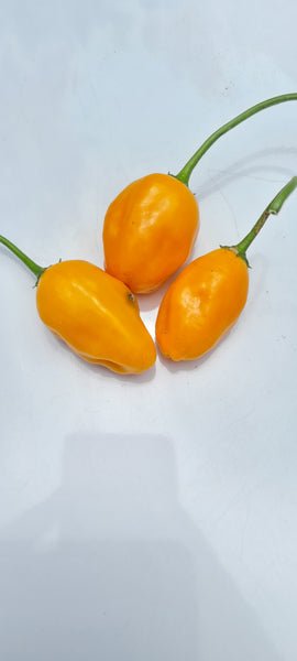 Glen_Seeds_Heirloom_El_Ora-Du_Ecuador_chili_2_grande