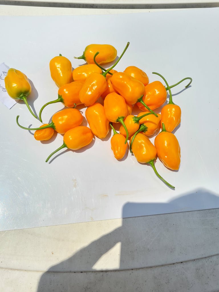 Glen_Seeds_Heirloom_El_Oro_de_Ecuador_Chili_1024x1024
