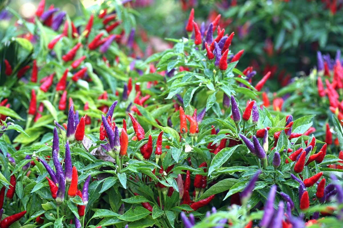 How-to-Grow-Ornamental-Peppers-Cover