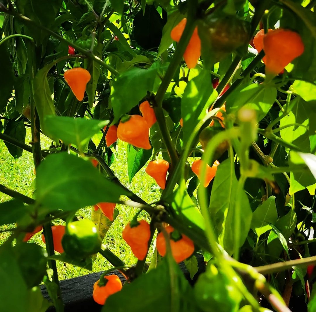 Screenshot_2025-08-07-19-11-41-81