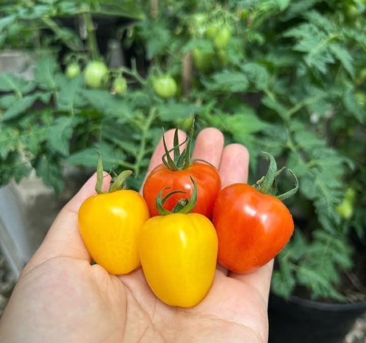 IMG_20250901_195845_023847~2