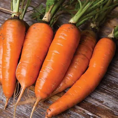 Seed-Savers-Exchange-Carrot_-Danvers-Seed-Savers-Exchange-1673538444