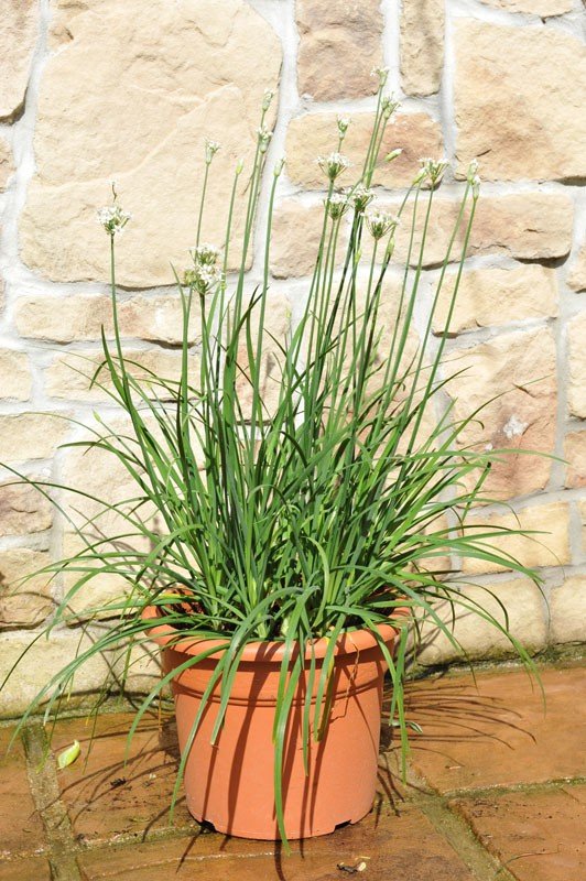 garlic-chives-005