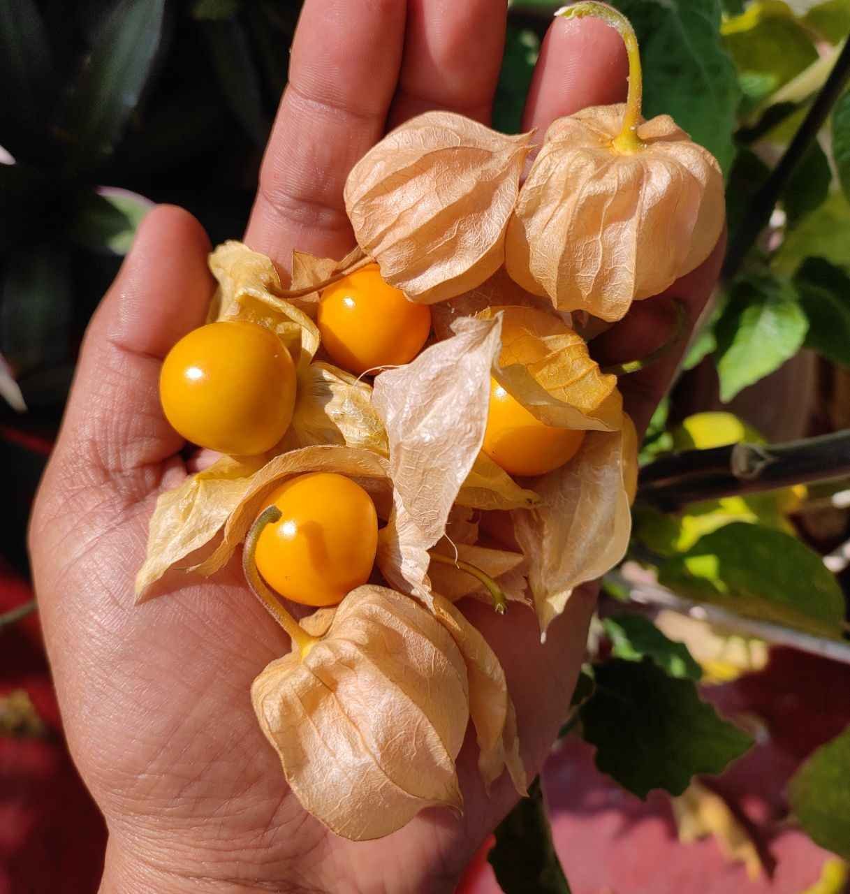 cape-gooseberry1