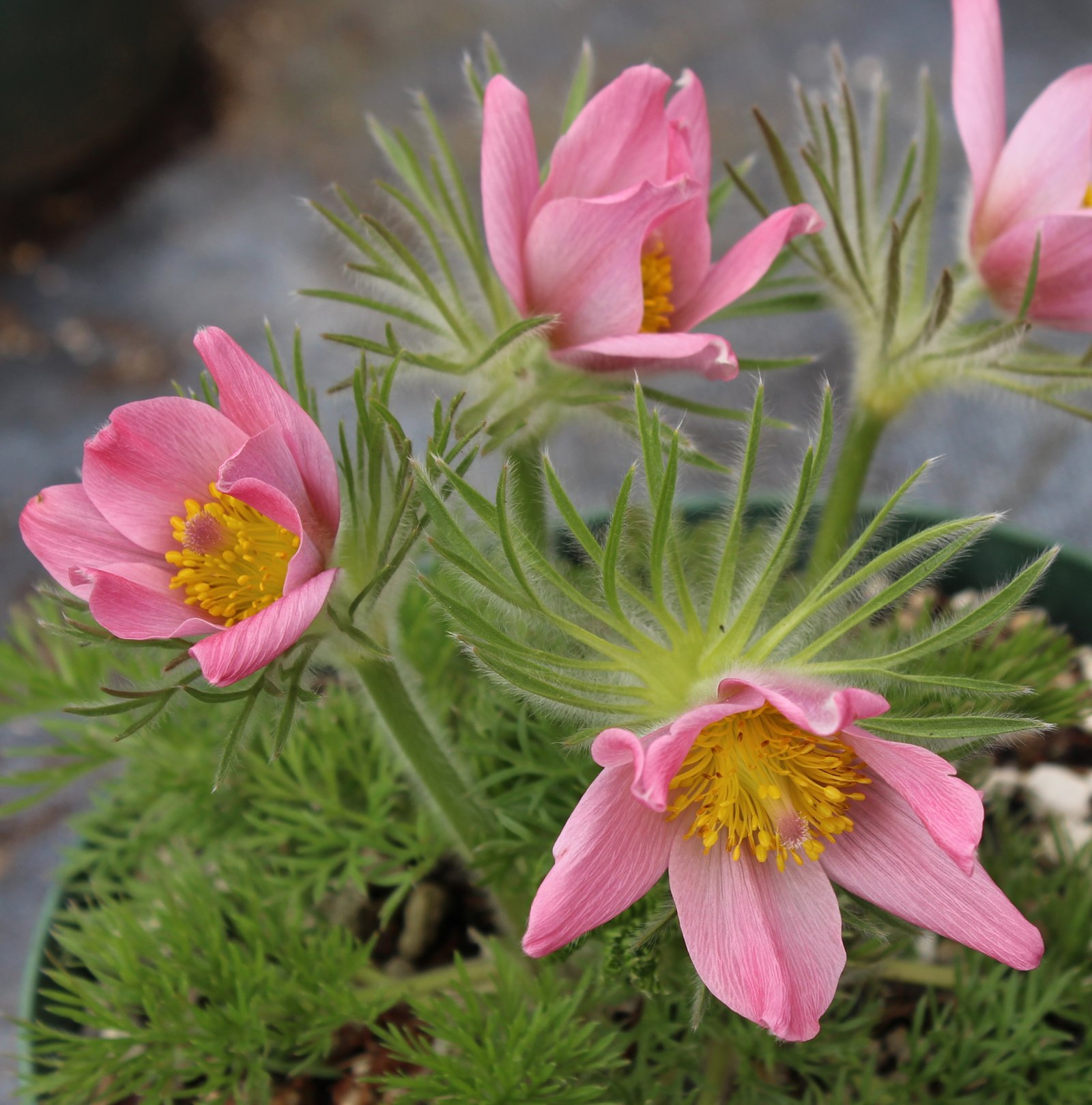 0001582_pulsatilla-ambigua