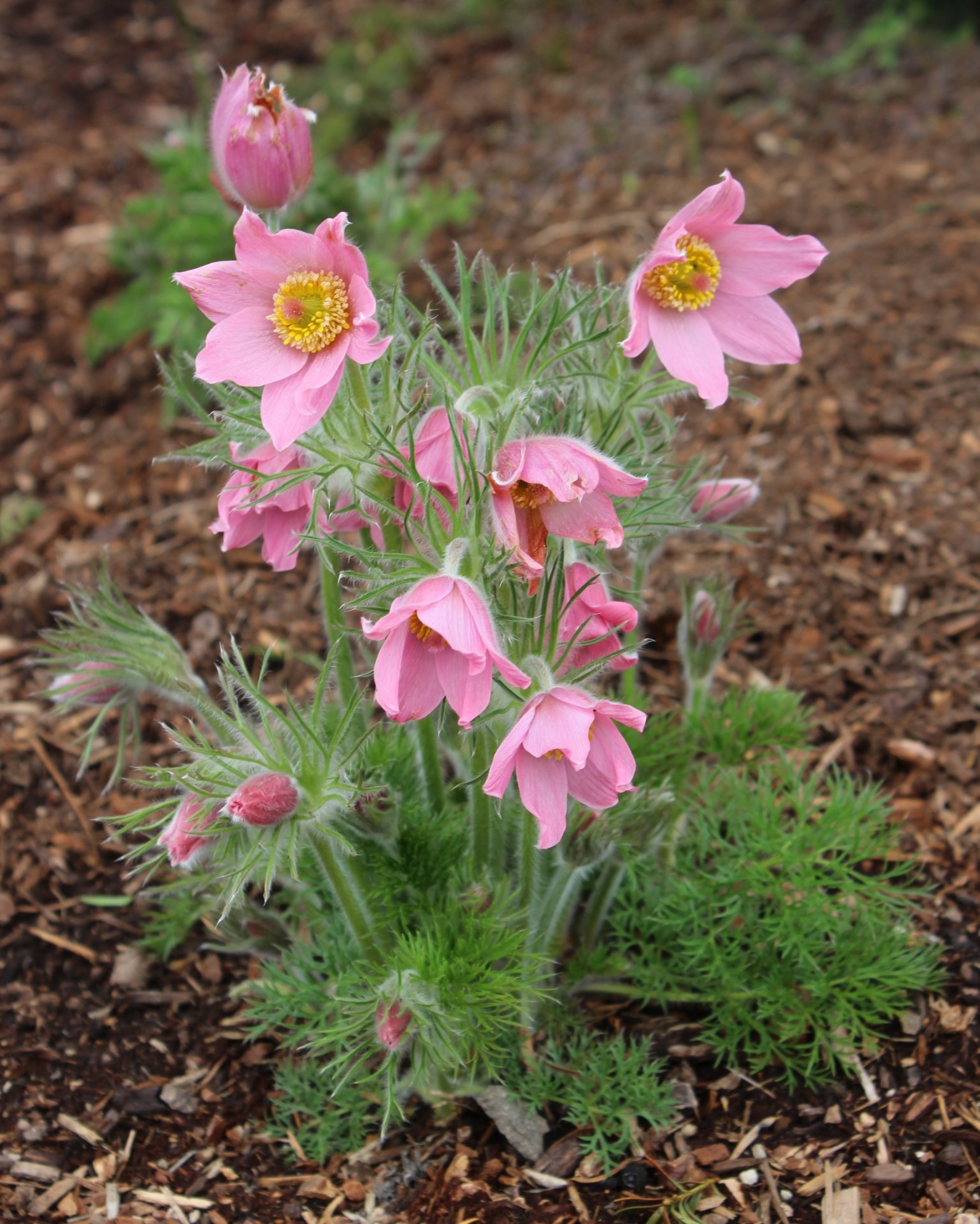 0002093_pulsatilla-ambigua