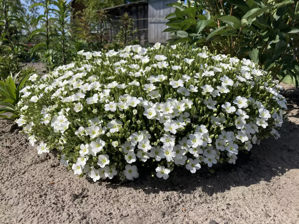 0f341892df72065e02abc9fe50d1d3e6