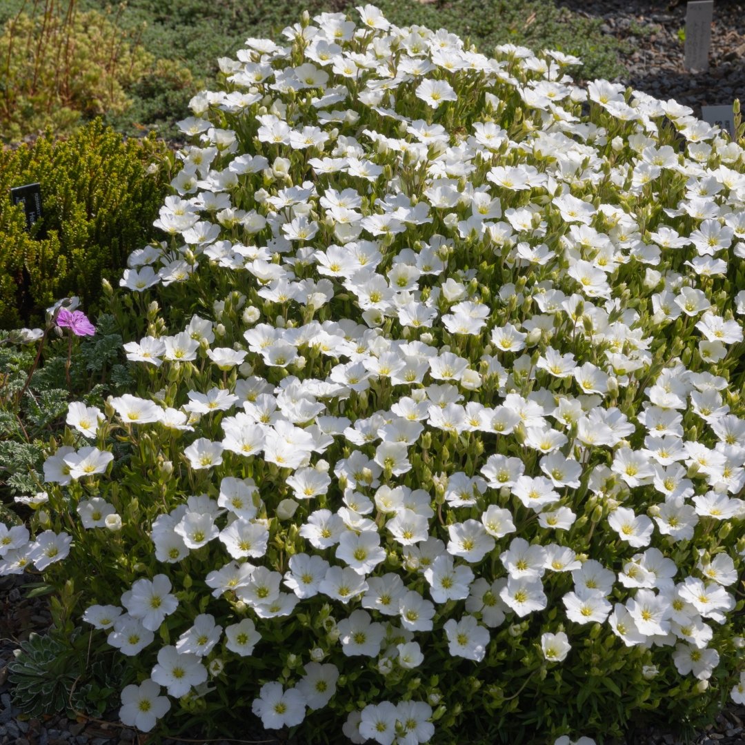 Arenaria-montana-Sandwort