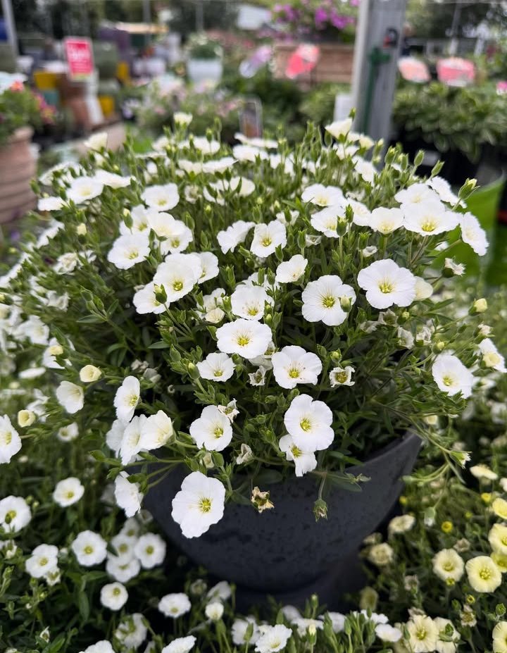 Screenshot_2025-11-05-19-13-47-59_1c337646f29875672b5a61192b9010f9