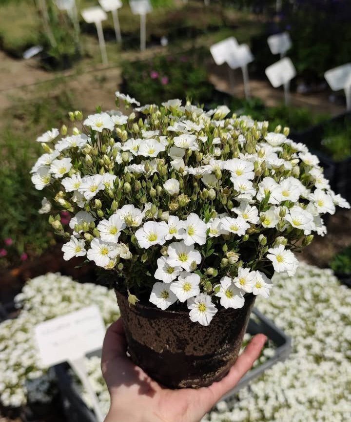 Screenshot_2025-11-05-19-15-41-08_1c337646f29875672b5a61192b9010f9