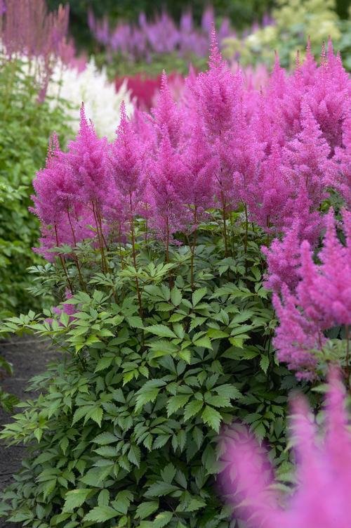 all-about-astilbes2