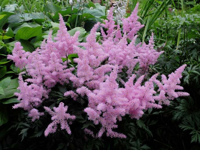 astilba-sirenevo-rozovaya