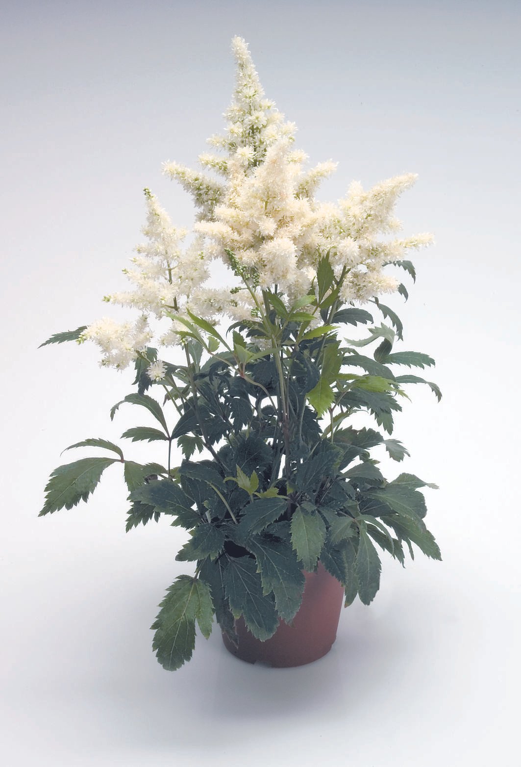 astilbe_arendsii_astary_white