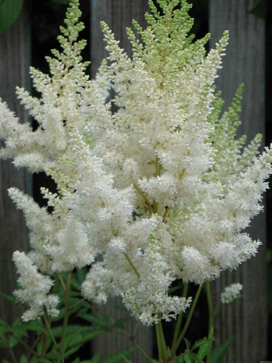 Астильба Белая 9