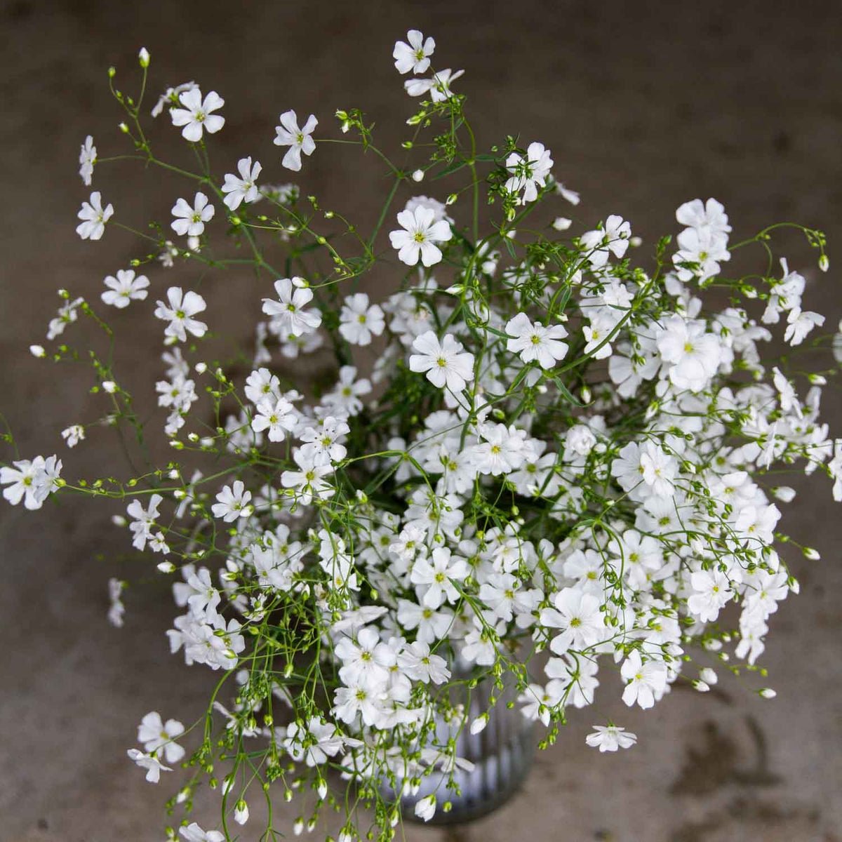 Gypsophila-CoventGarden-2310194428