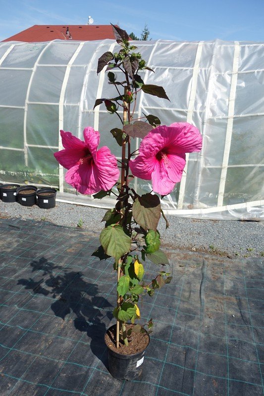 2943507617_w640_h640_gibiskus-travyanistij-royal