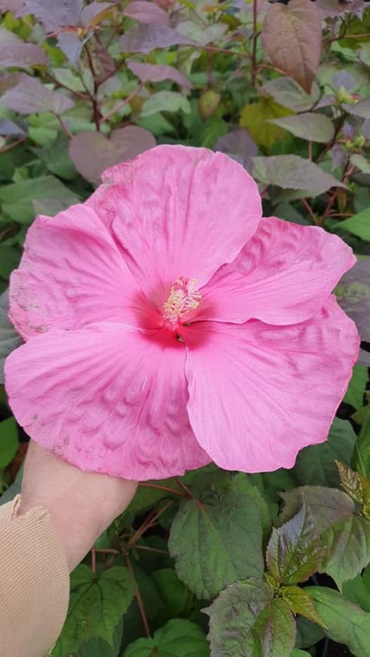 313441769_552989973500512_4476888567434084540_n