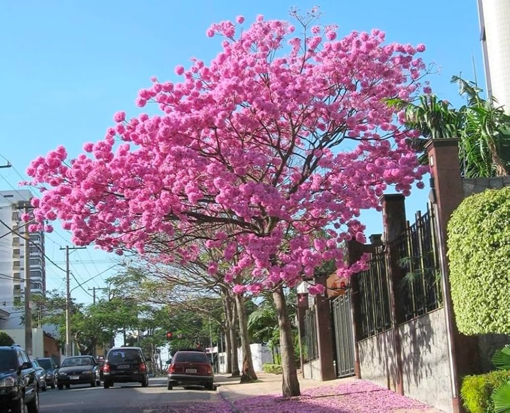 71XbhujhaxL._AC_UF1000,1000_QL80_