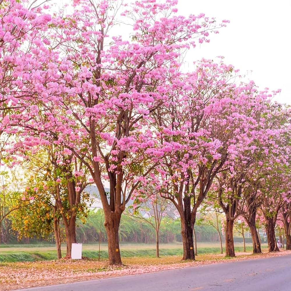 81LsAaX9vJL._AC_UF1000,1000_QL80_