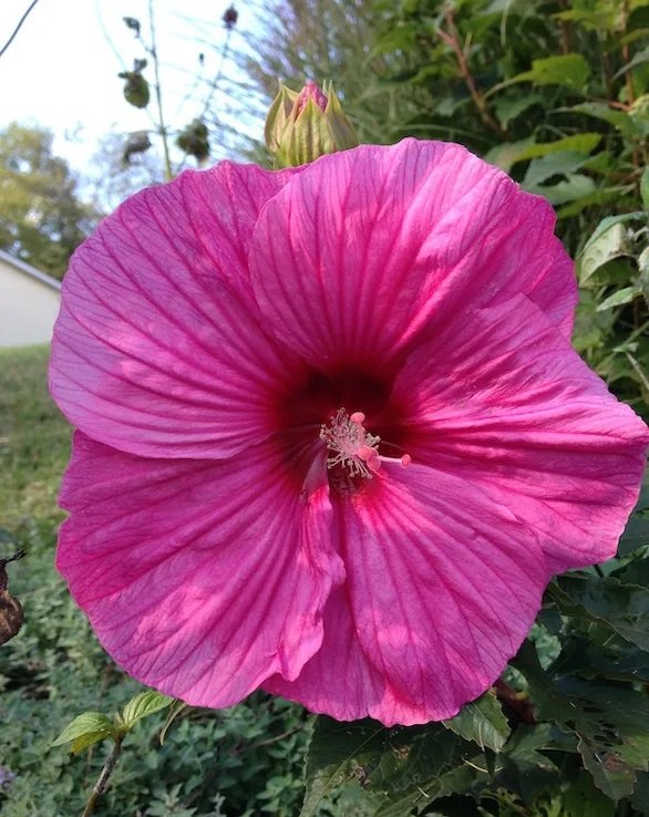 9610_502943446430099_1178948845_n — kopiya