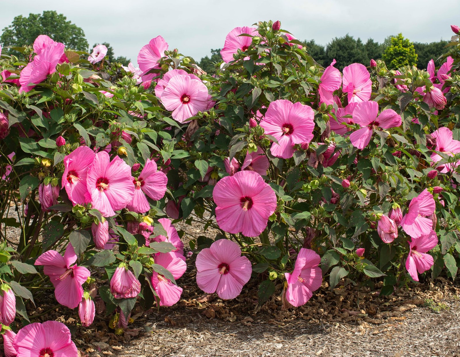 HibiscusAdore_WEB_004