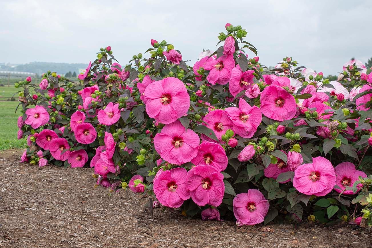 Hibiscus_HOHPassion_WEB_001