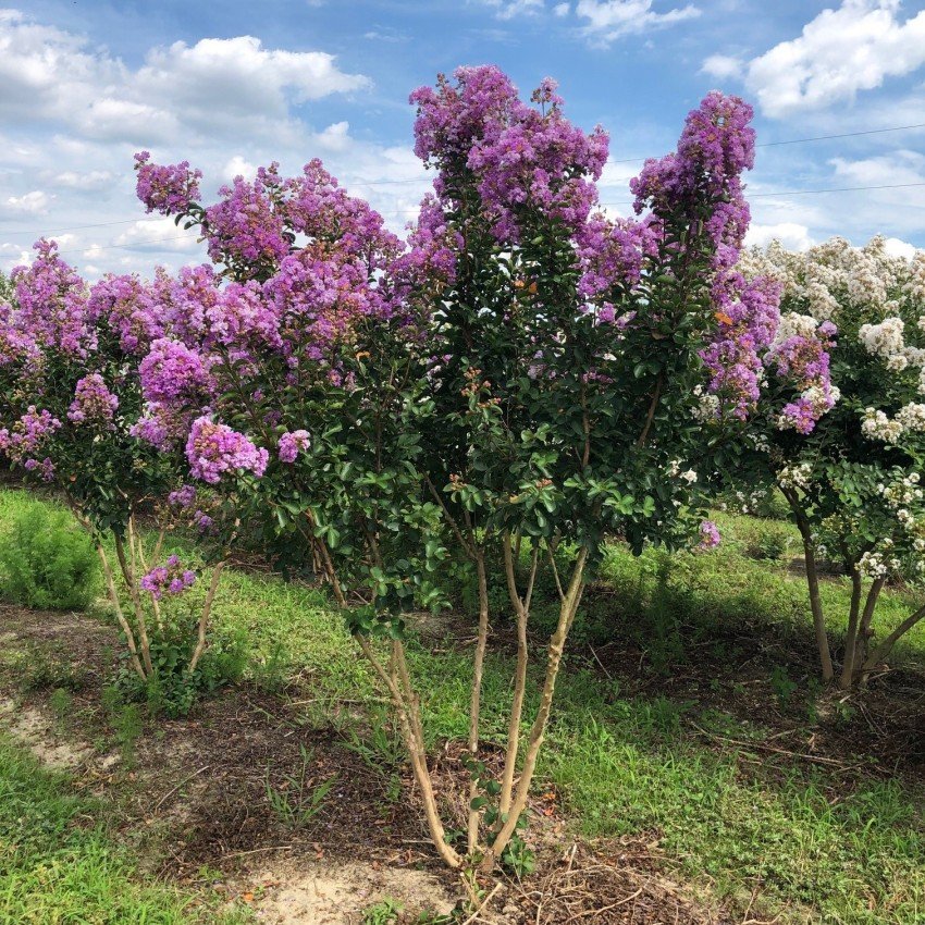 crape-myrtle-catawba2