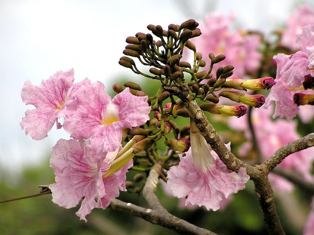 pinktrumpettreetabebuiarosea (1)