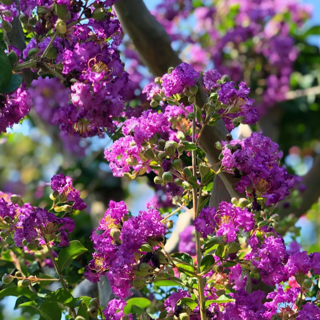 purple_crepe_myrtle_buy_in_india