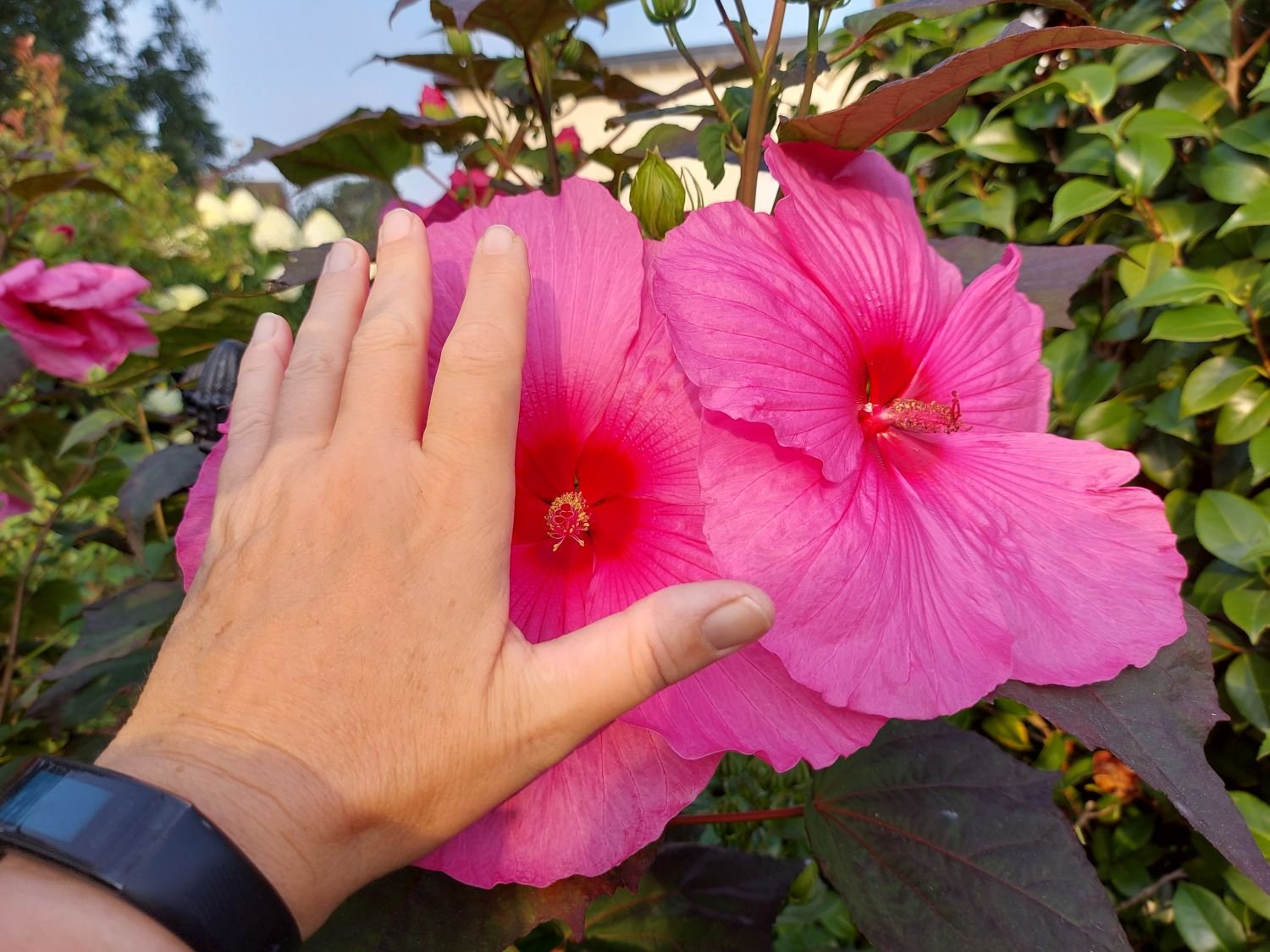 sumpfeibisch-royal-gem-m128470-611172-0