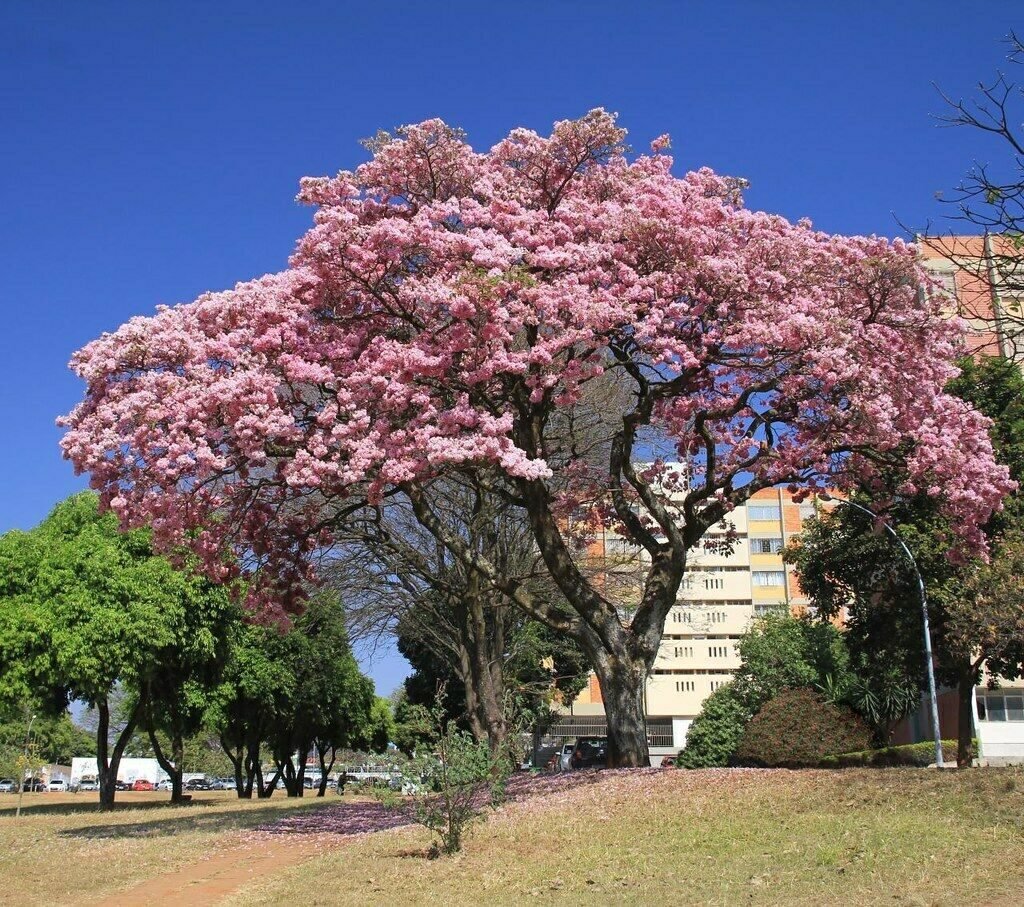 tabebuia-rosea-var-pink-20740