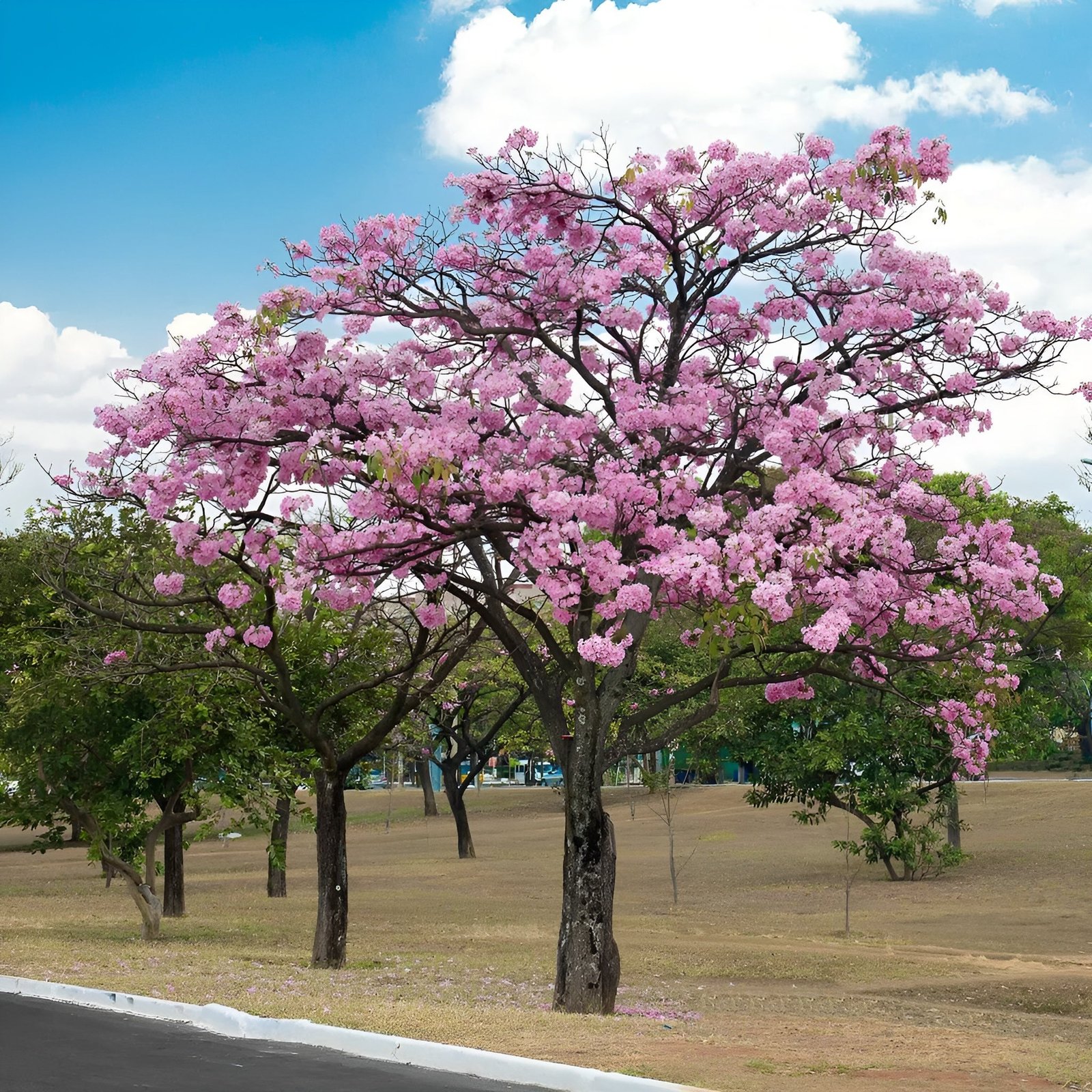 tabebuia-rosea_1