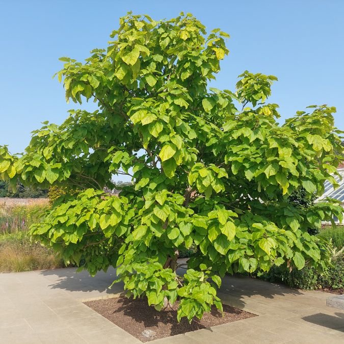 11661-catalpa-speciosa-2-600x600