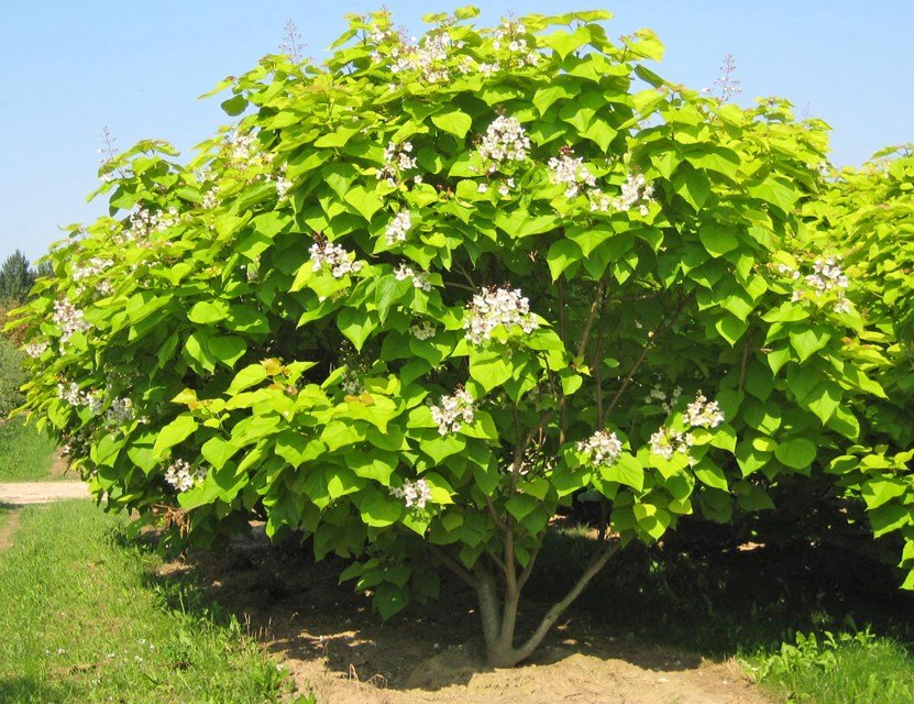 Catalpa-bignonioides-Aurea-200-300-300-3502-831x640