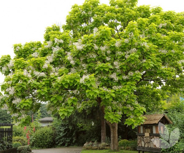 Catalpa-bignonioides-shutterstock_574769344-(resized)-small