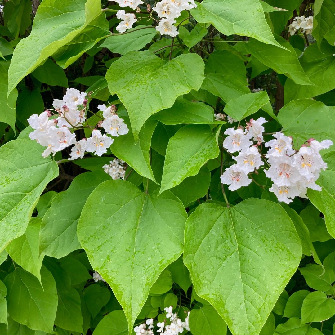Catalpa-speciosa-leaves-and-flowers