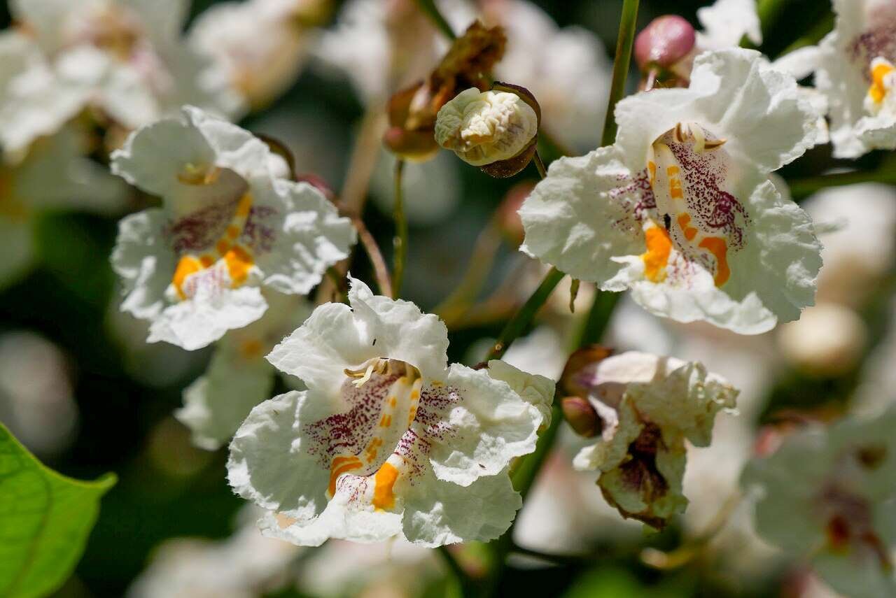 Catalpa speciosa-s-flowers