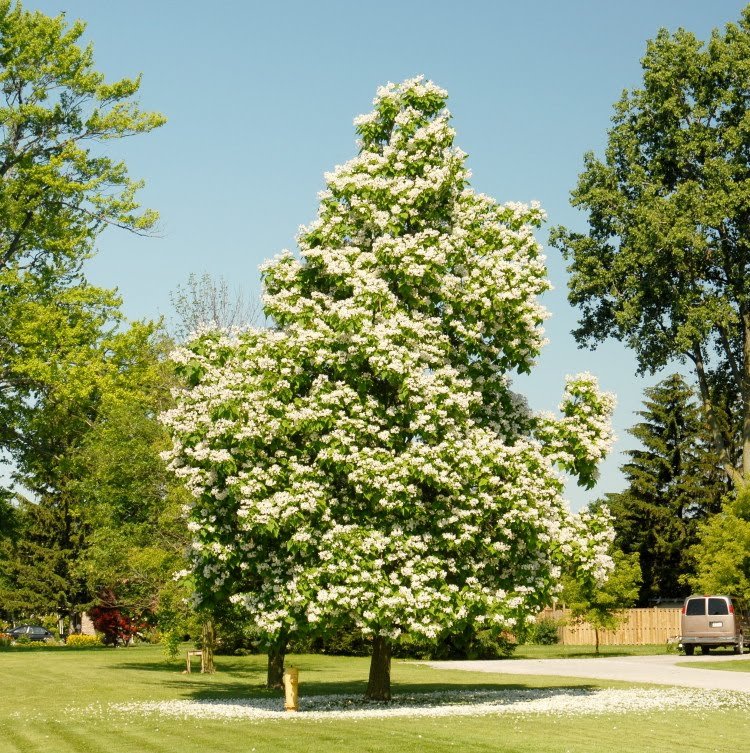 Catalpa speciosa