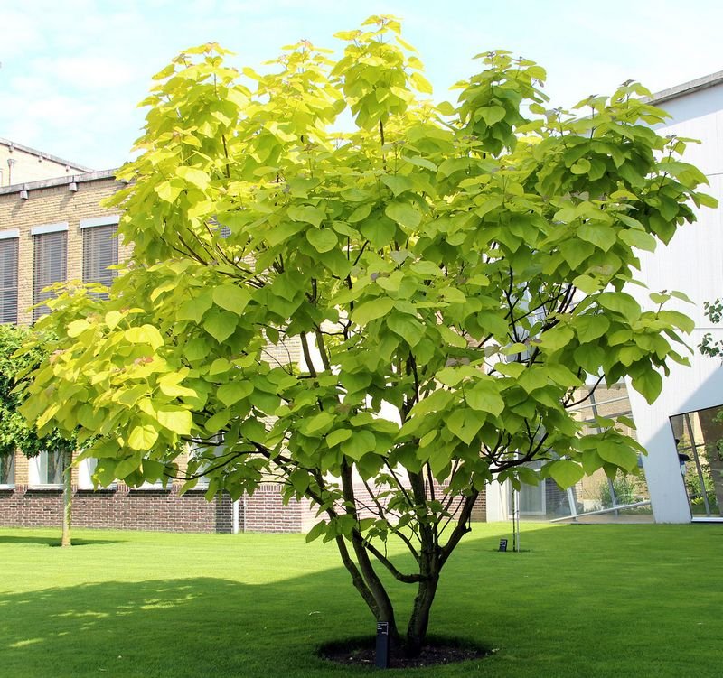 Golden-Indian-Bean-Tree-Multi-Stem