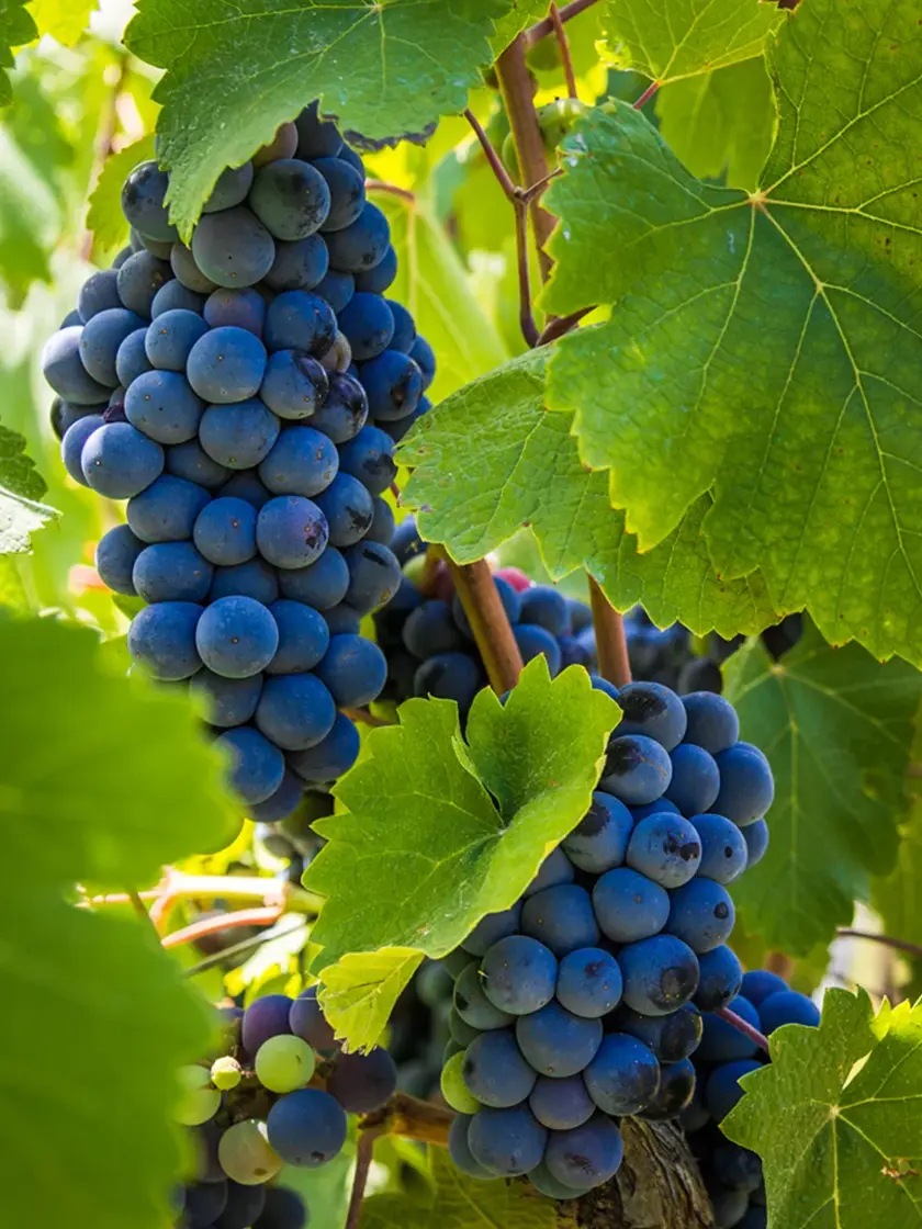 VITIS-VINIFIERA