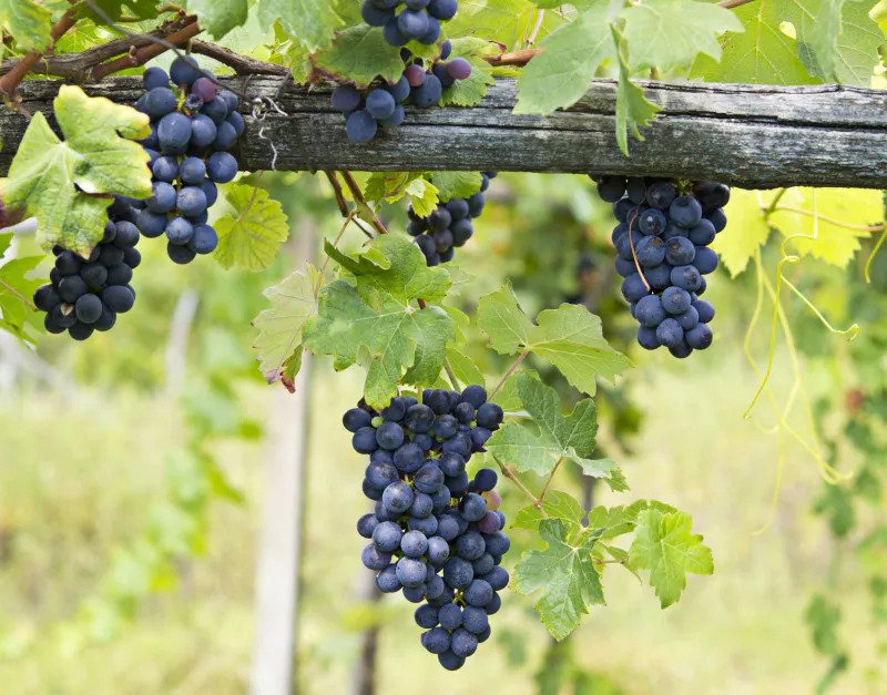 Vineyard-grape-cluster.-Barbera-1