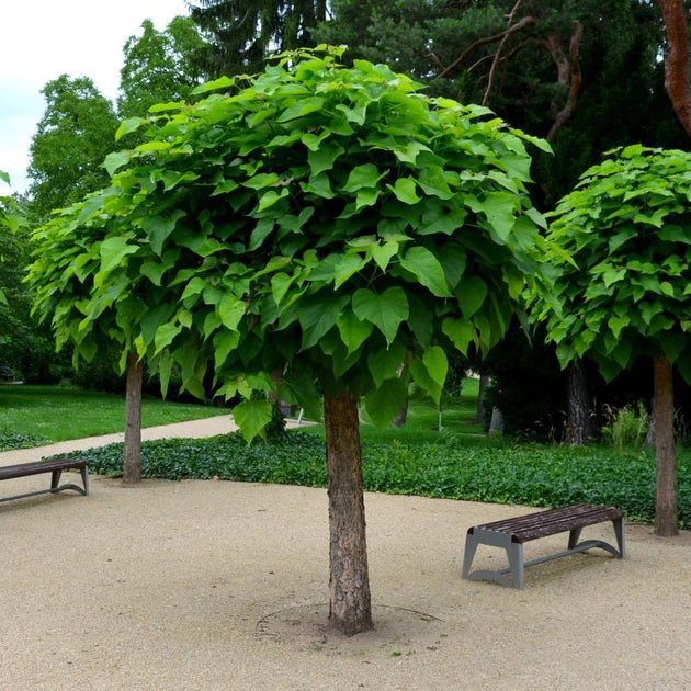 catalpa-bignonioides-nana-tree-p1624-14376_image