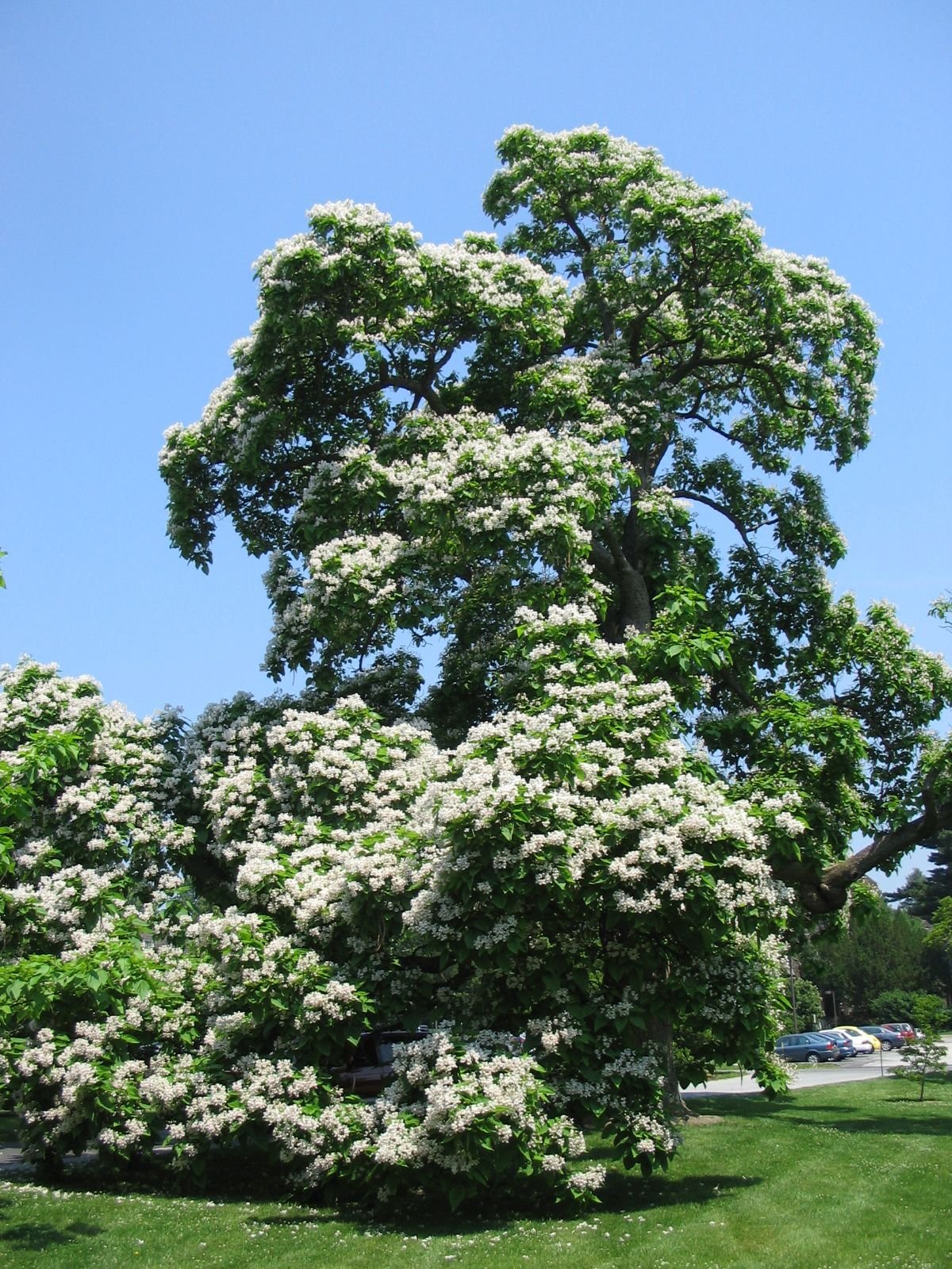 catalpa-speciosa-11