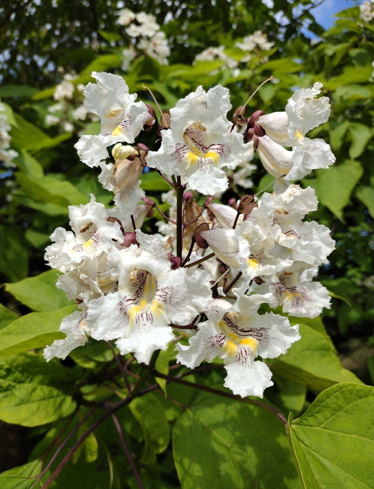 catalpa-speciosa-9