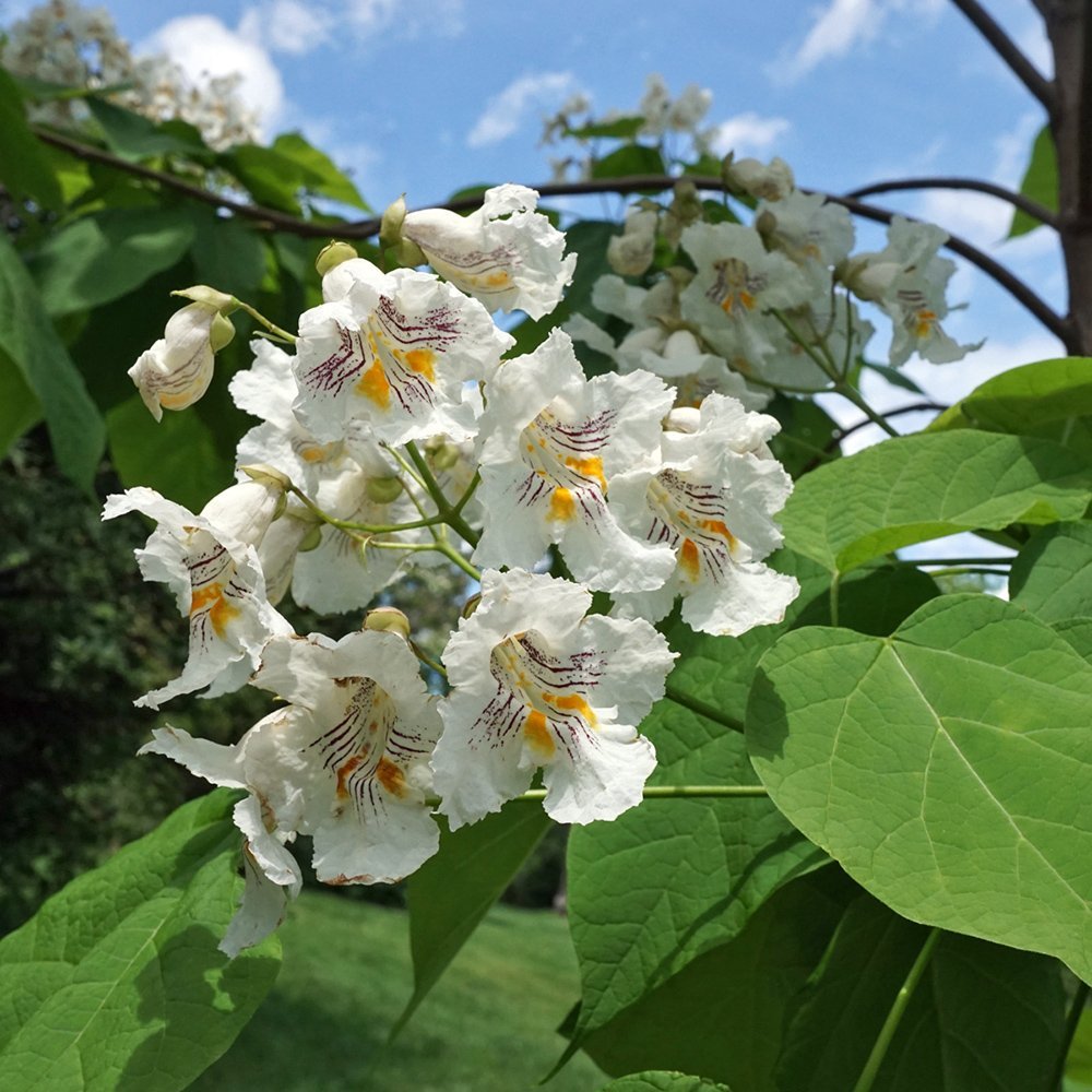 catalpa-speciosa-FLK