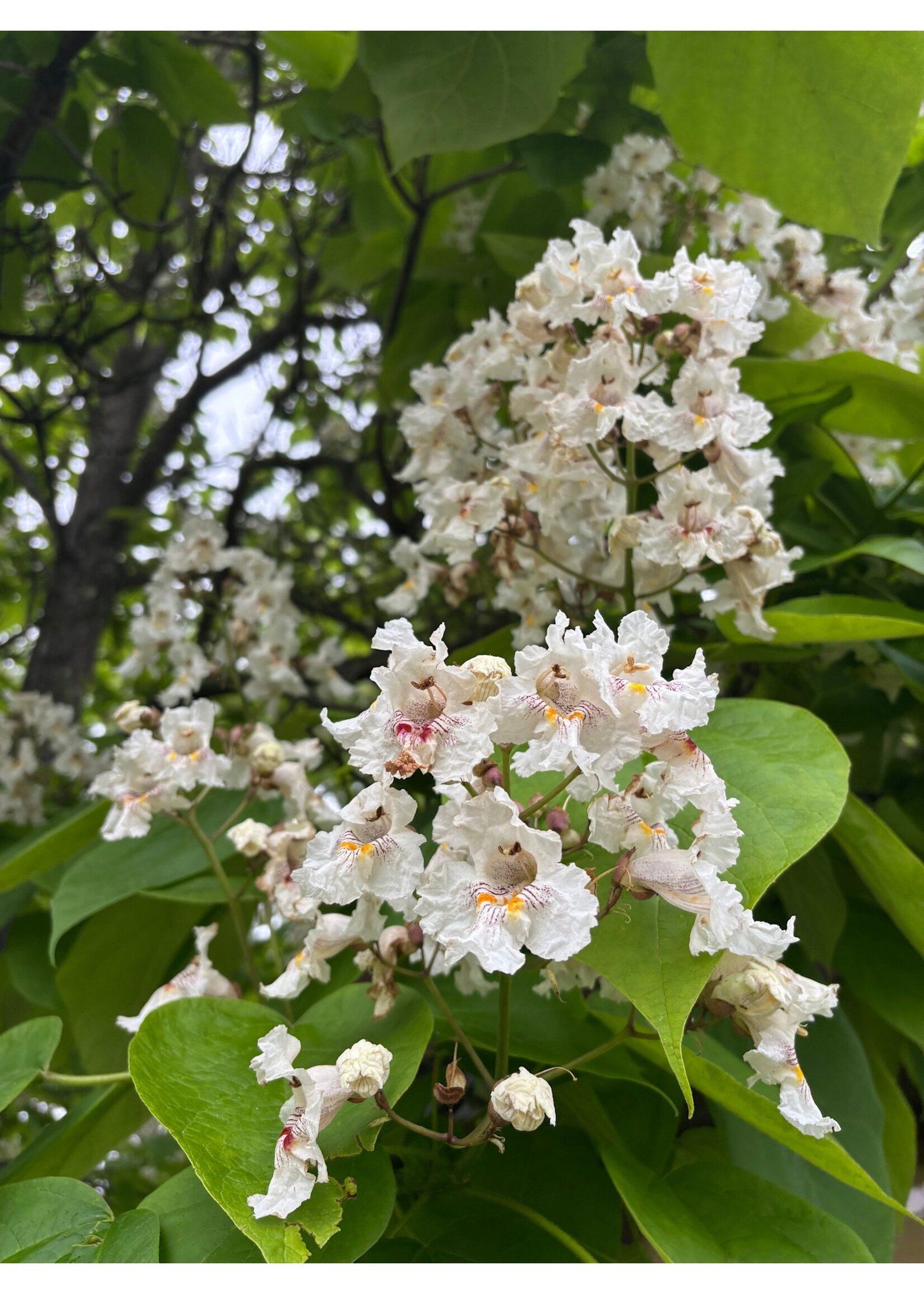 catalpa-speciosa-northern-catalpa-5-7