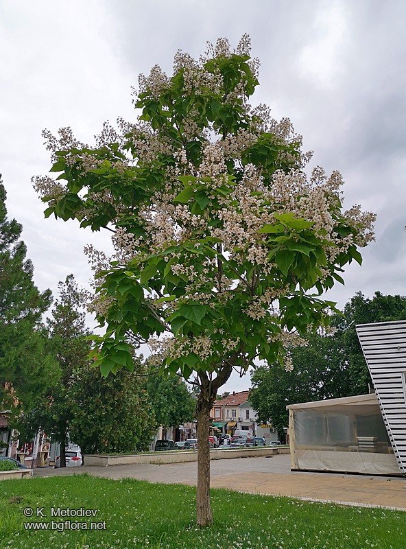 catalpa_speciosa_2