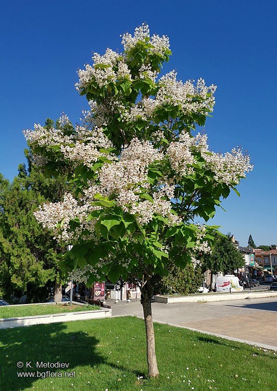 catalpa_speciosa_3