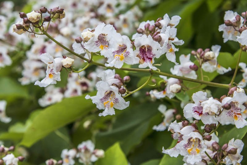 shutterstock_446316439-Optimized